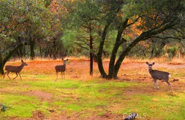 0 Revis Road, Coarsegold, CA 93614 - Image #3