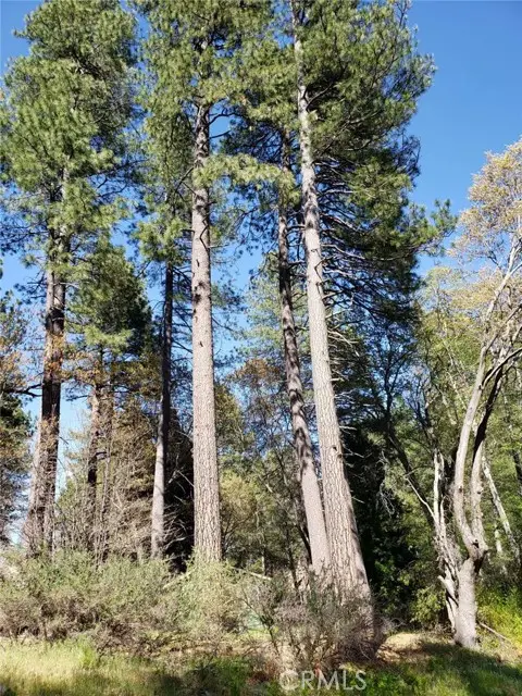 29531 Little Bear Creek Road, Cedar Glen, CA 92321