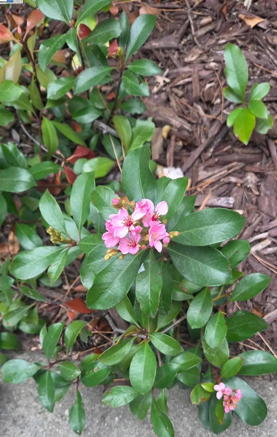 4119 Ravenwood Pl, Castro Valley, CA 94546 - Image #3