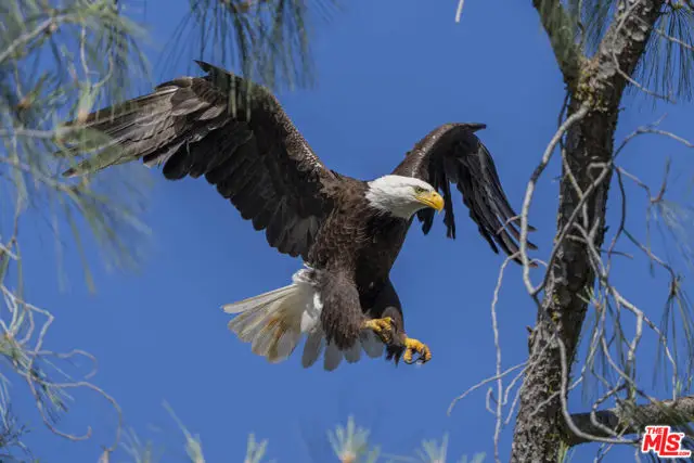 41924 Patrick Avenue, Coarsegold, CA 93614 - Image #1