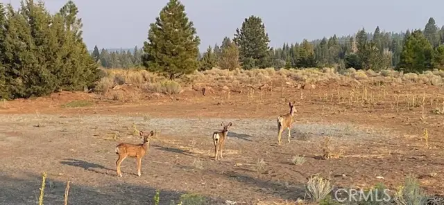 2526 Rainier Road, Alturas, CA 96101 - Image #2