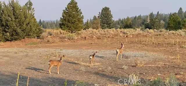 0 Bobcat Drive, Alturas, CA 96101 - Image #3