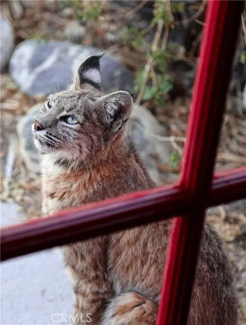 66075 Foothill, Joshua Tree, CA 92252 - Image #2