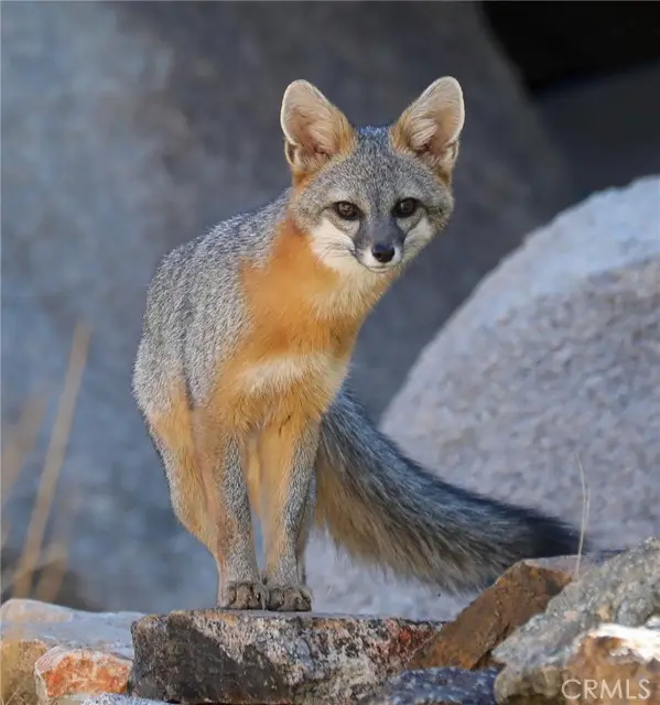 66075 Foothill, Joshua Tree, CA 92252 - Image #3