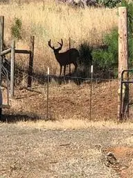 15000 Myers Way, Cobb, CA 95426 - #3