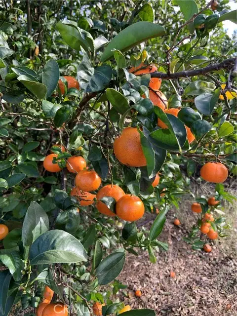 45860 Calle Cuero, Temecula, CA 92590