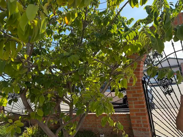 177 Coralwood Drive, San Diego, CA 92114 - Image #1