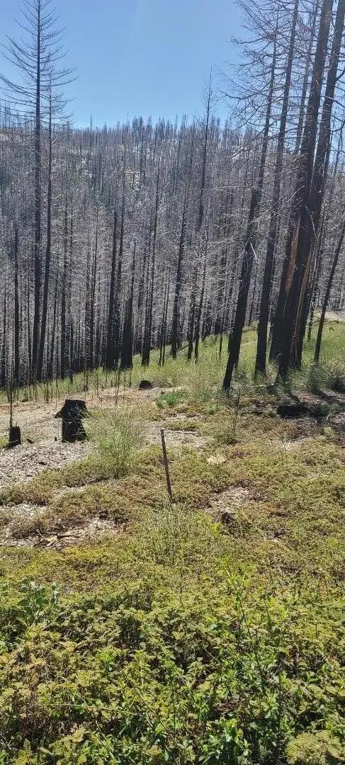 5406 Wooded Glen Drive, Grizzly Flats, CA 95636 - Image #2