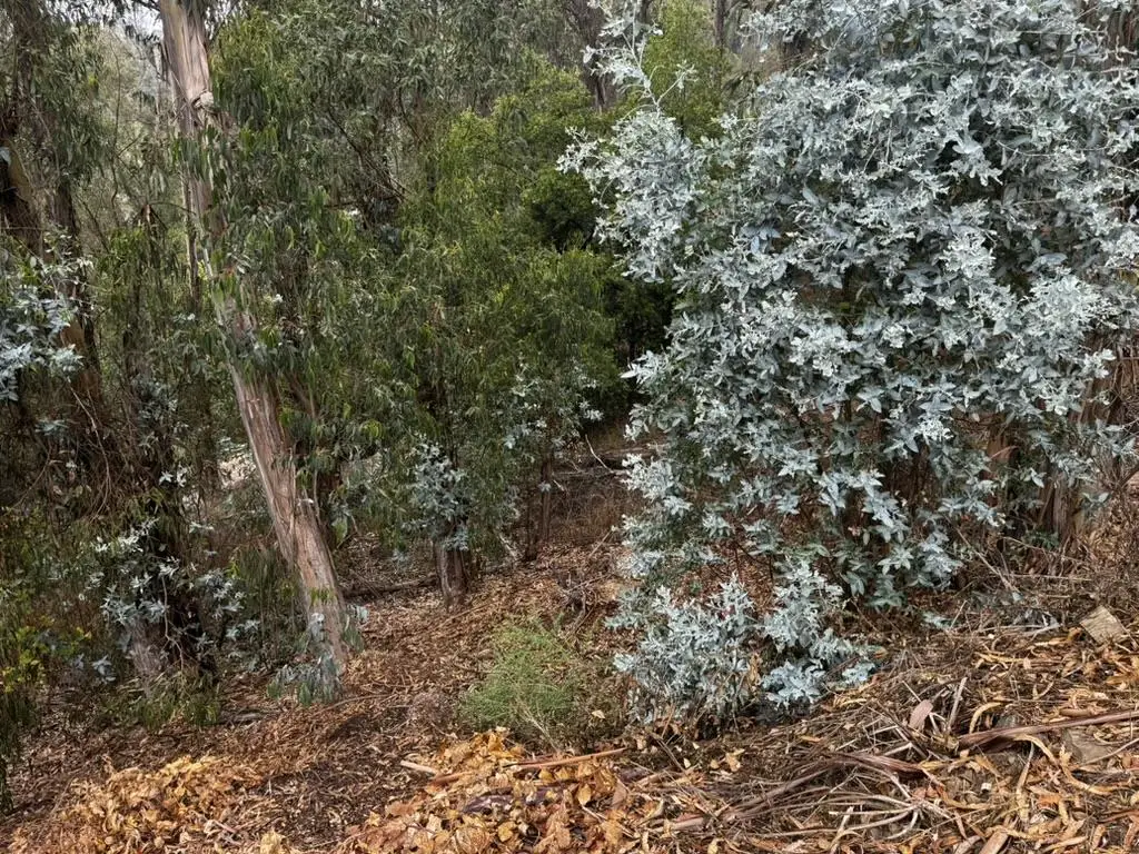 6595 Thornhill Drive, Oakland, CA 94611 - Image #1