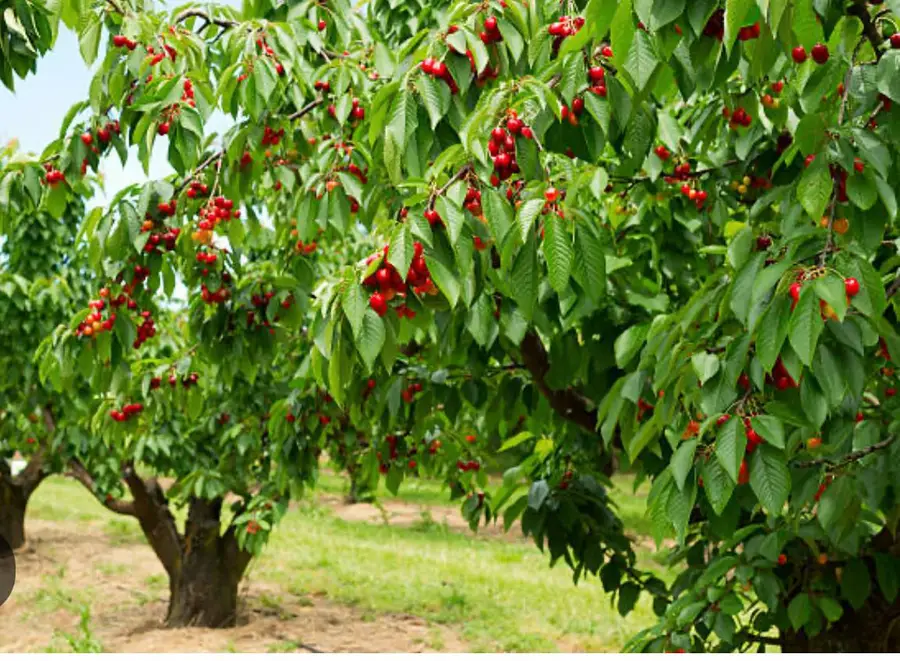 0 Apn 841 38 029, Gilroy, CA 95020 - Image #3