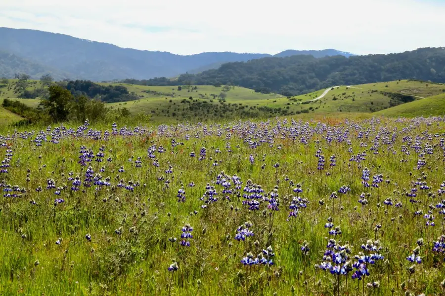 1 Pe On Peak Trail (lot 217), Carmel, CA 93923 - #3