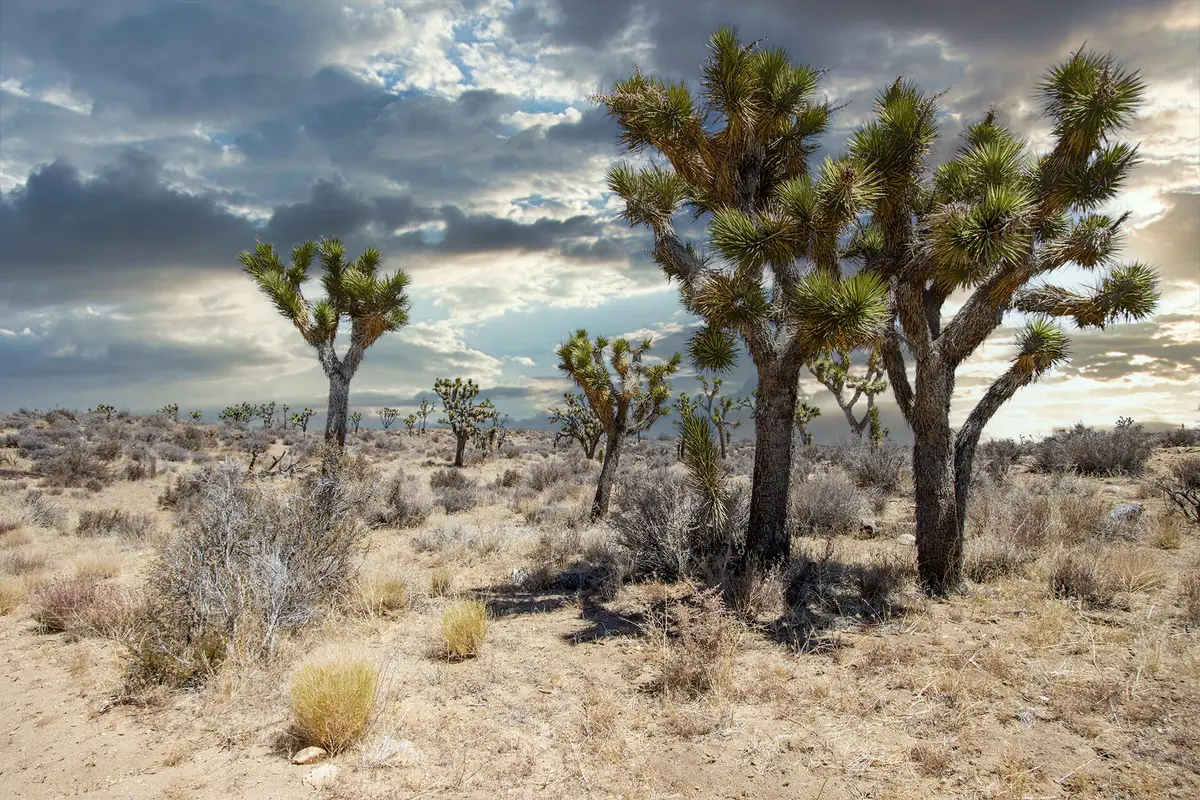 112 Angel View Road, Pioneertown, CA 92268 - Image #1