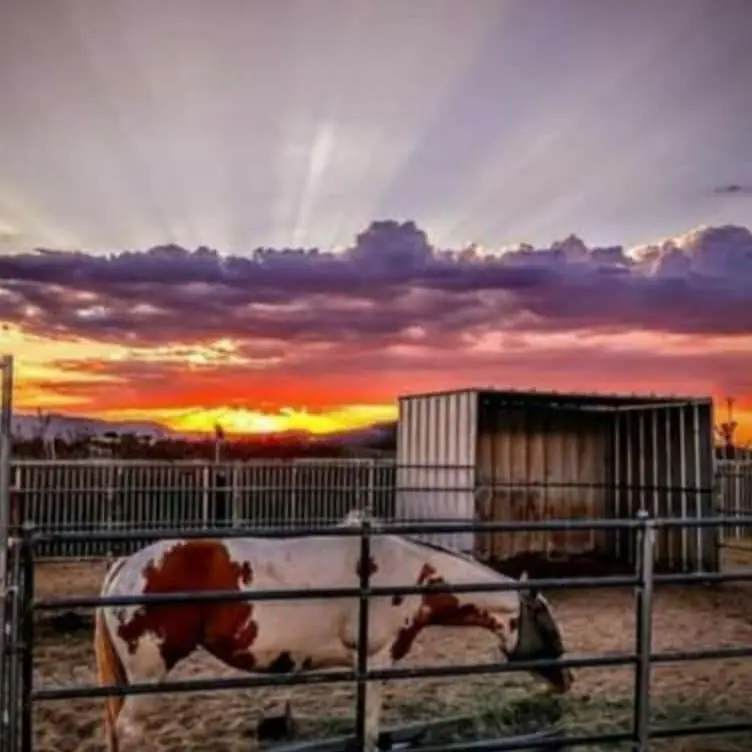 58562 Applegate Way, Landers, CA 92285 - #1