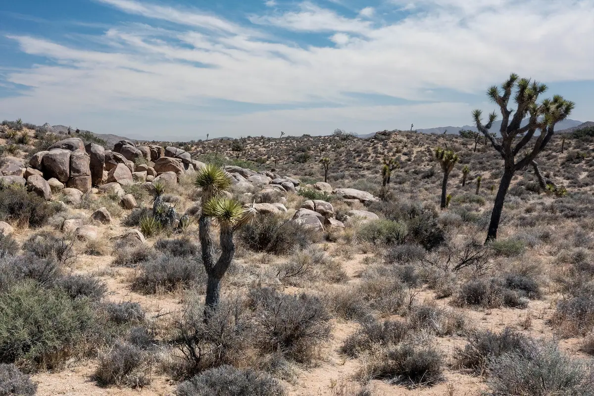101 Hondo Street, Pioneertown, CA 92268 - #1