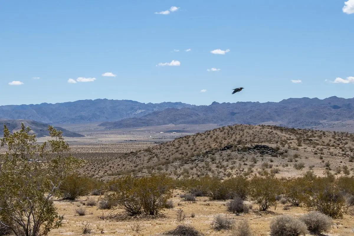 142 Shifting Sands, Joshua Tree, CA 92252 - #1