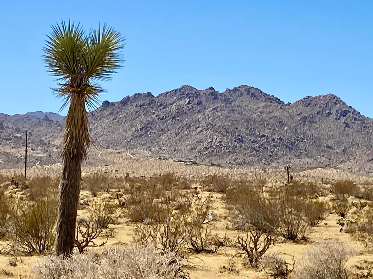 109 Border Avenue, Joshua Tree, CA 92252 - #1