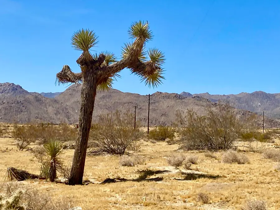 62585 Two Mile Road, Joshua Tree, CA 92252 - #2