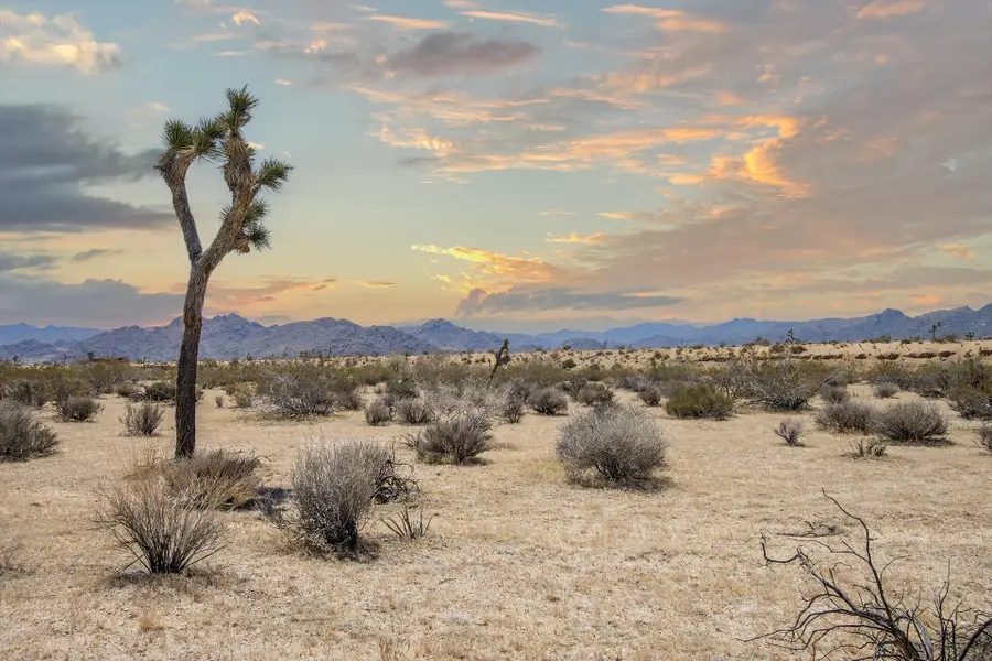 61155 Wilson Street, Joshua Tree, CA 92252 - #2