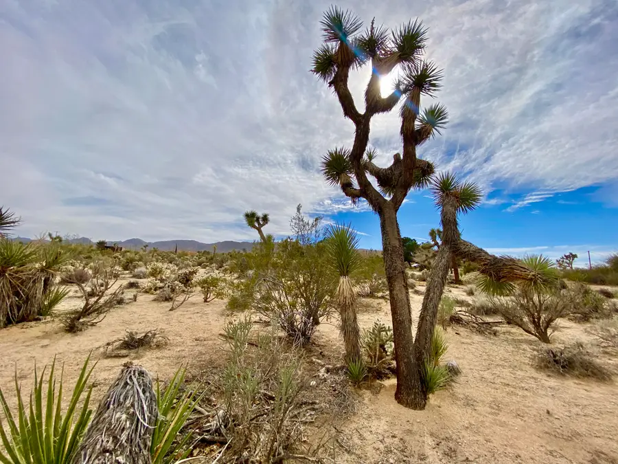 6925 Sunnyhill Road, Joshua Tree, CA 92252 - #3