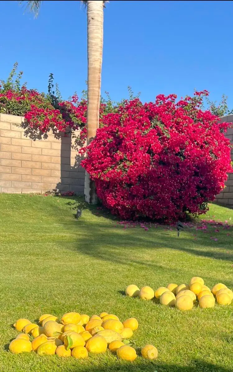 69411 Ramon Road #611, Cathedral City, CA 92234 - #3
