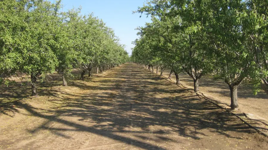 2524 N Mccall Avenue, Sanger, CA 93657 - Image #2