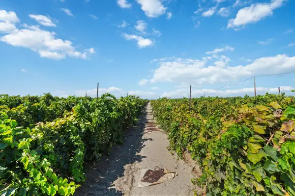 12623 S Mccall Avenue, Selma, CA 93662