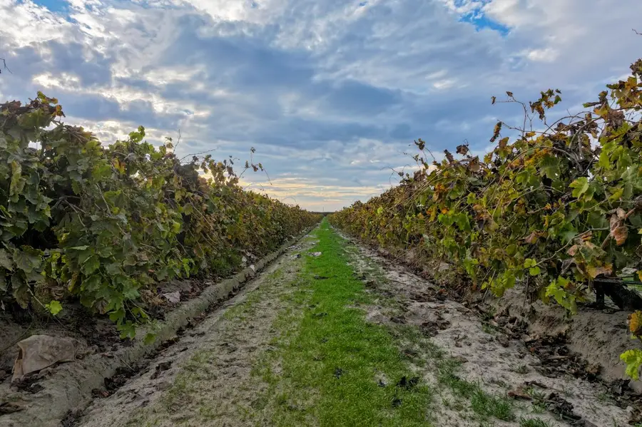 11836 S Hughes Avenue, Caruthers, CA 93609 - Image #3