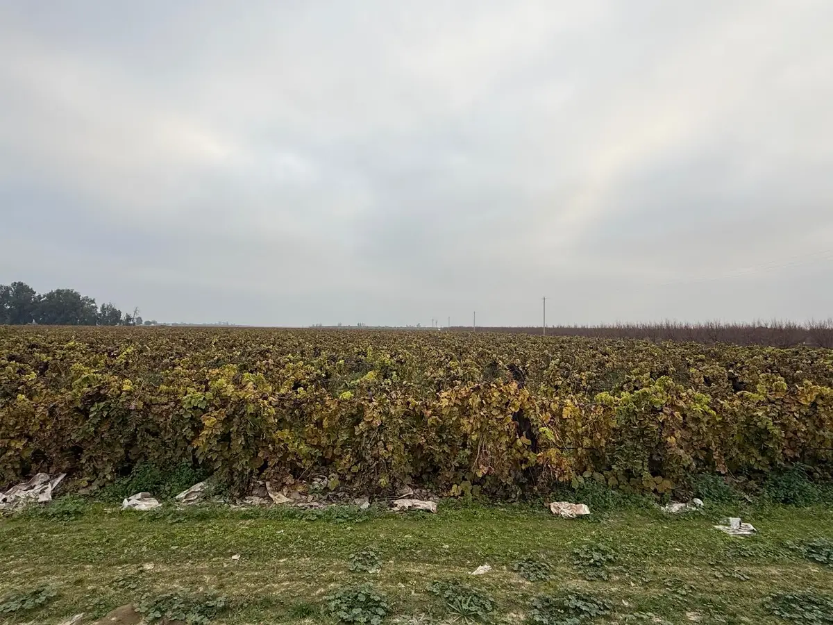 0 W Klepper Ave Avenue W, Caruthers, CA 93609 - Image #1