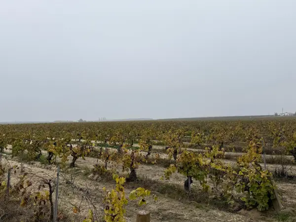 13242 S Willow Ave, Selma, CA 93662