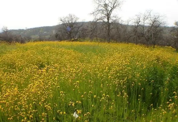 0 Fawn, Yokuts Valley, CA 93675