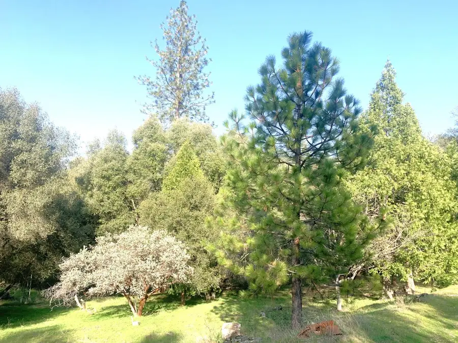 39516 John West Road, Oakhurst, CA 93644 - Image #2