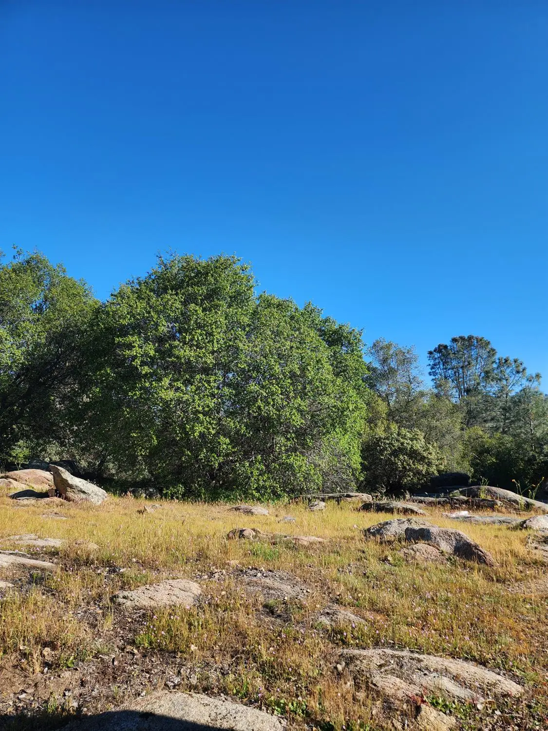 0 Rocky Ridge Road, Coarsegold, CA 93614 - #1