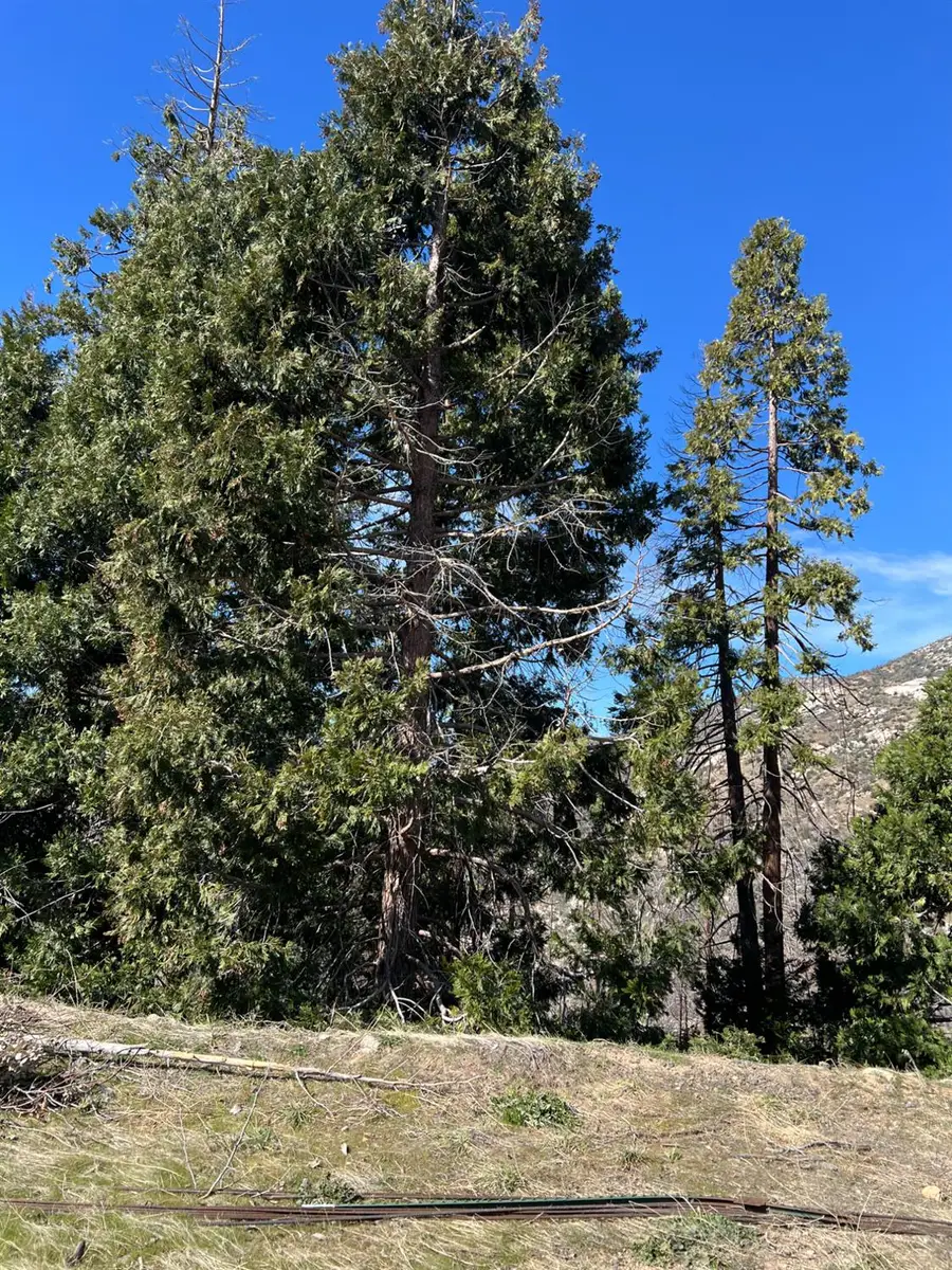 55161 Jungletown Lane, Big Creek, CA 93605 - #3