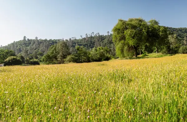 27719 Burrough Valley Road, Tollhouse, CA 93667