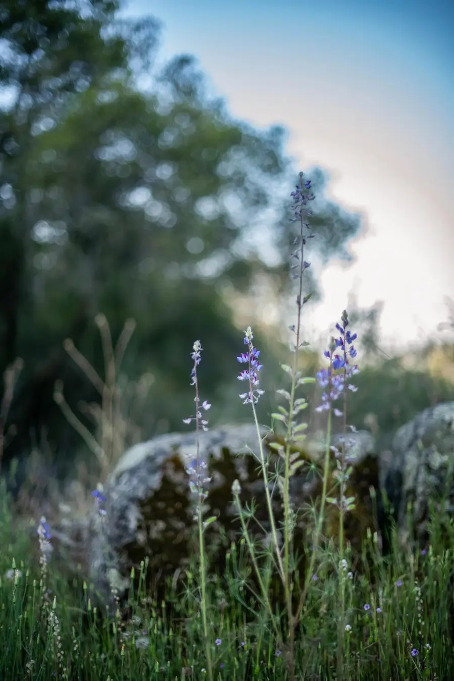 15 Pennyroyal, Prather, CA 93651 - #3