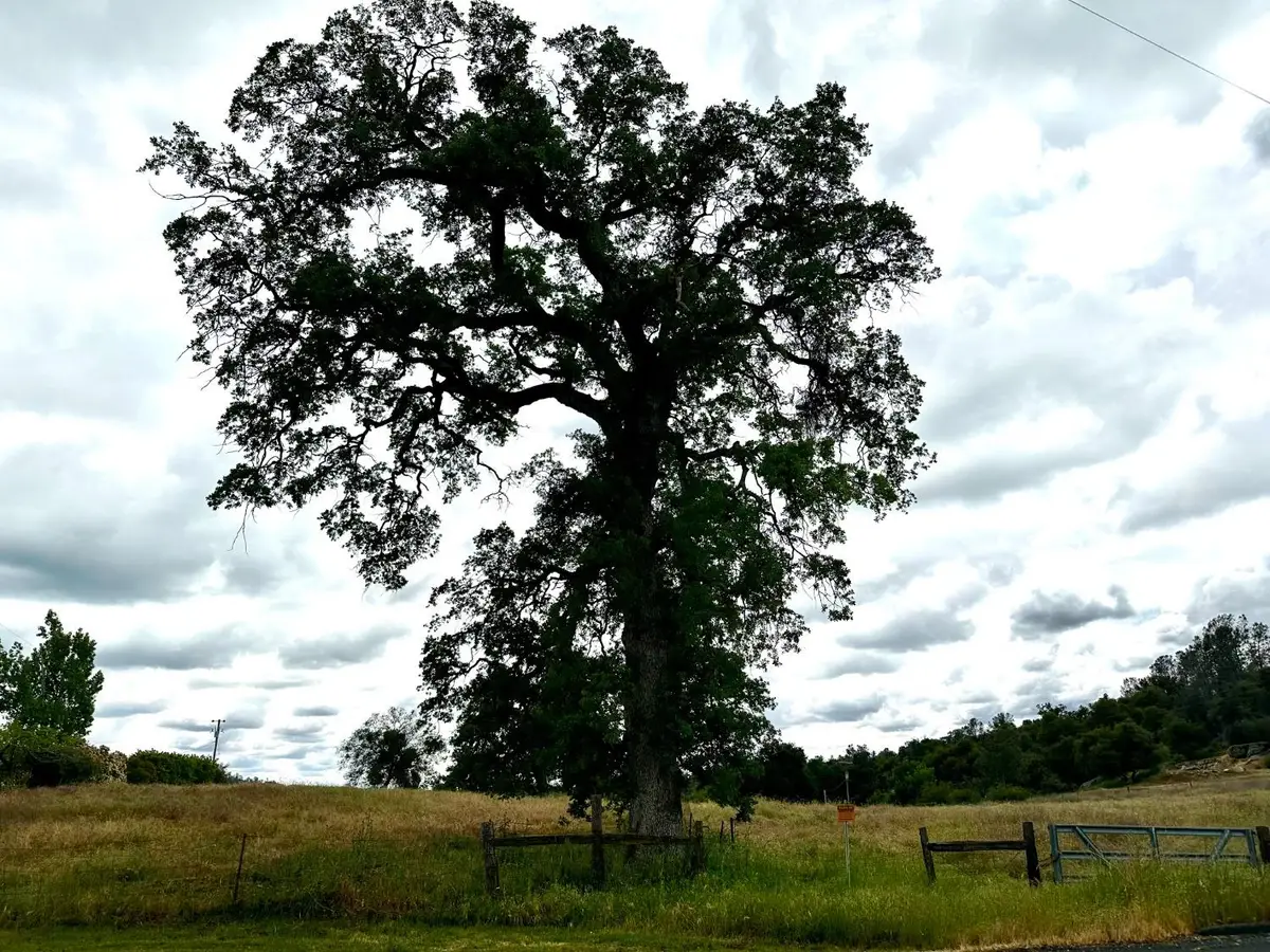 0 Savage, Coarsegold, CA 93614 - #1