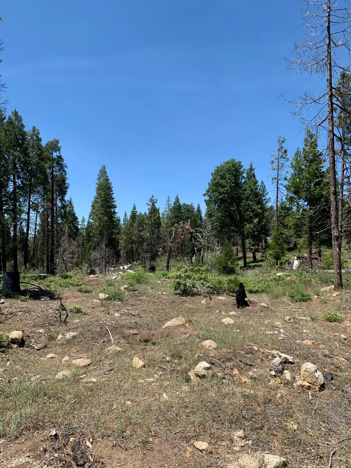 1 Shaver Lake, Shaver Lake, CA 93602 - #1