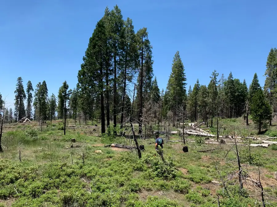 1 Shaver Lake, Shaver Lake, CA 93602 - #3