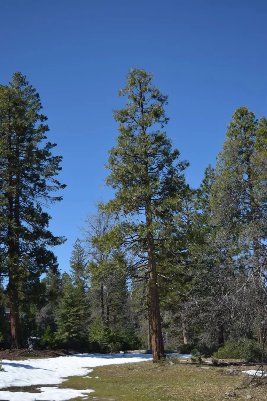 42368 Cook Cabin Lane, Shaver Lake, CA 93664 - #3