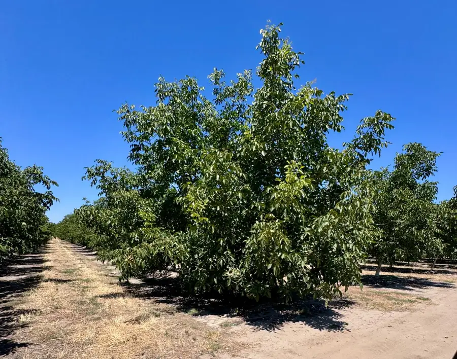 21862 Avenue 12, Madera, CA 93637 - #2