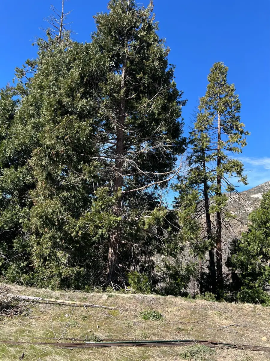 55161 Jungletown Lane, Big Creek, CA 93605 - #3
