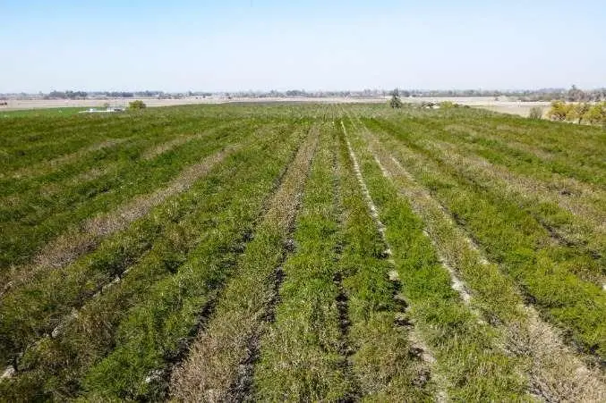0 Lacey Boulevard, Lemoore, CA 93245 - #3