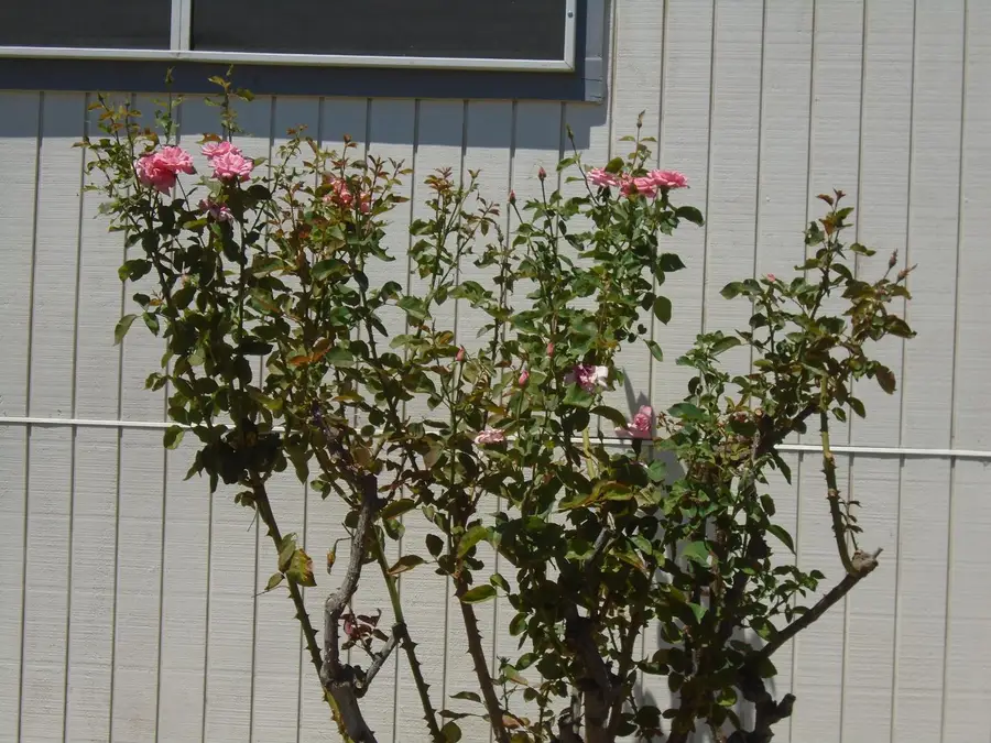 860 E Grangeville Boulevard #18, Hanford, CA 93230 - #2