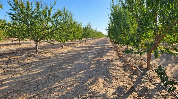 0 S S Mccall Ave S, Selma, CA 93662
