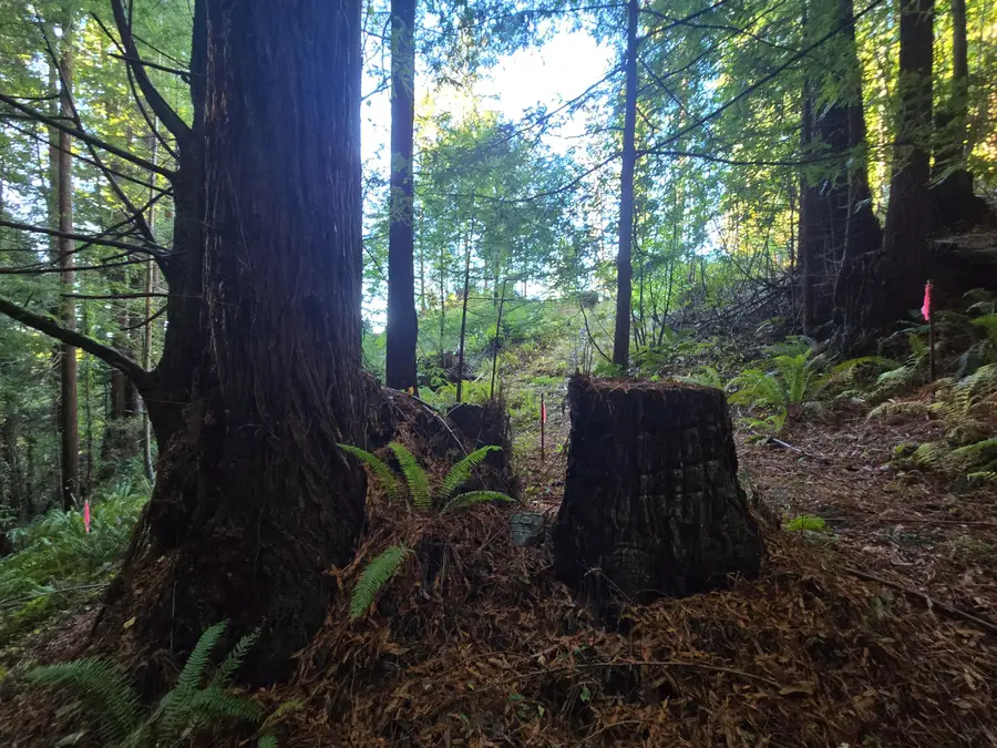 301 Paradise Drive, Fortuna, CA 95540 - Image #3