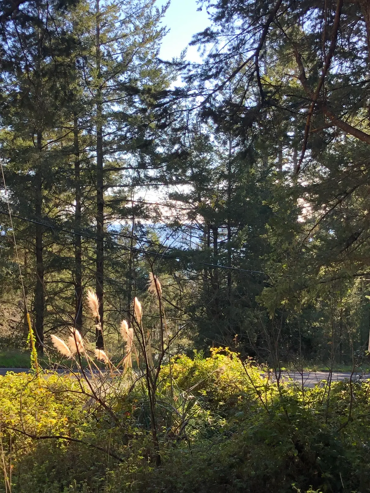 8 Buckhorn Court, Shelter Cove, CA 95589 - Image #1