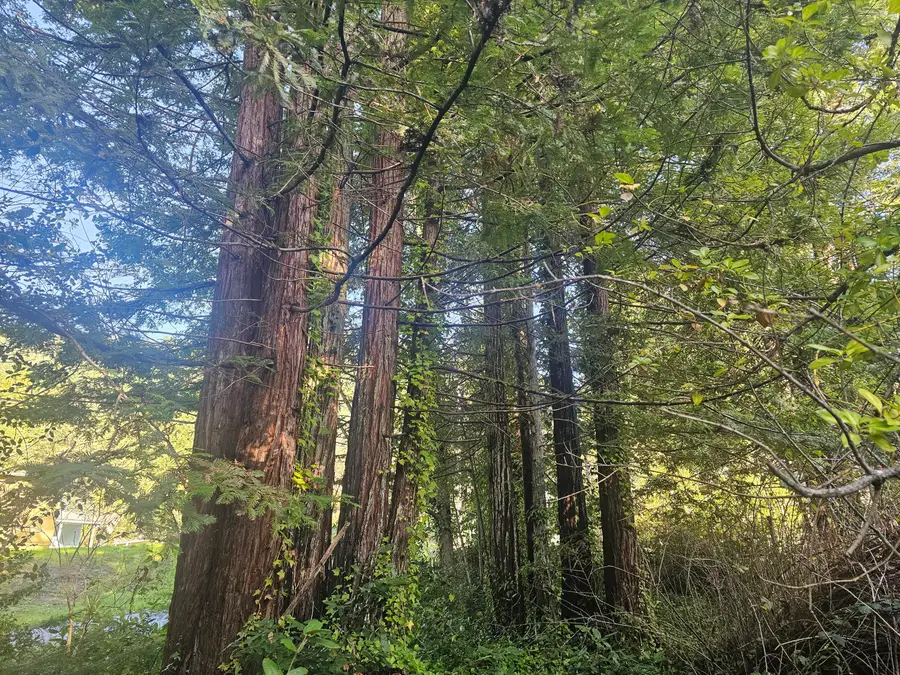 220 Lum Street, Weott, CA 95571 - Image #3