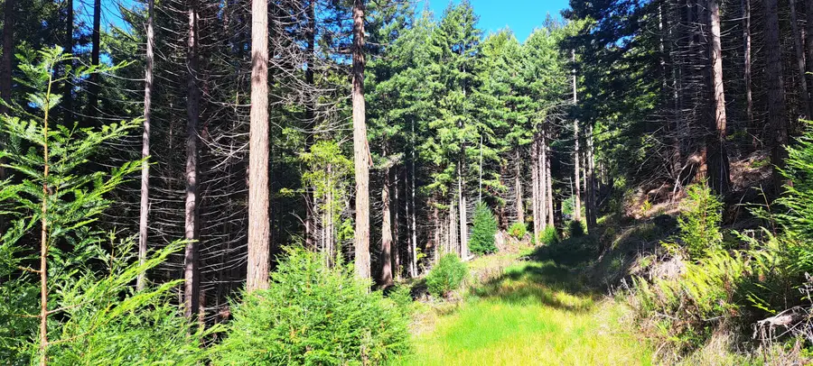 403.131042 Redmond Road, Eureka, CA 95503 - #2