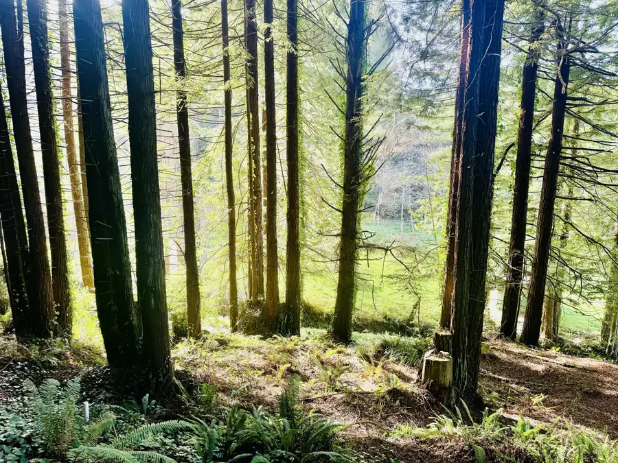 000 Spears Road, Freshwater, CA 95503 - #2