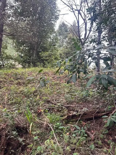 225 Nob Hill Road, Shelter Cove, CA 95589 - #2